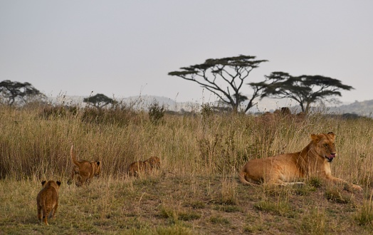 A lioness and her three cubs in the Serengeti