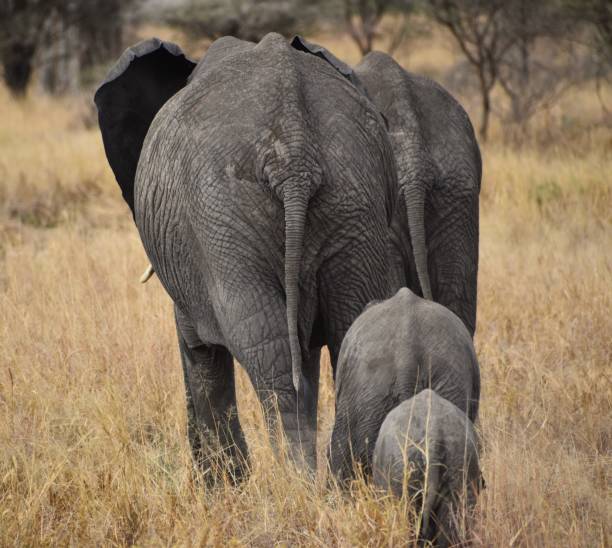 istock Elephants of Tarangire National Park 1614737505