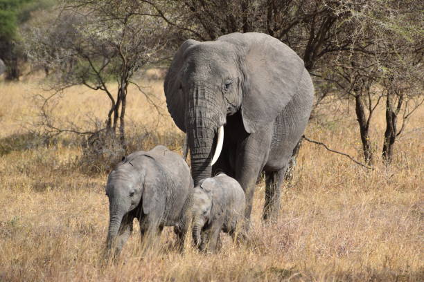 istock Elephants of Tarangire National Park 1614737970