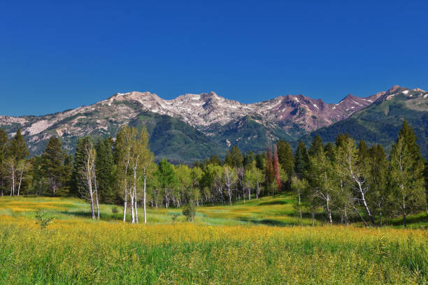 istock Tibble Fork hiking views from trail Lone Peak Wilderness Uinta Wasatch Cache National Forest, Rocky Mountains, Utah. United States. 1614739575