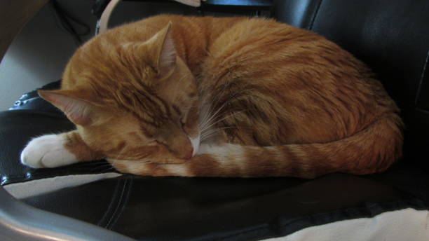 istock Orange Cat In Office Chair 1614740092
