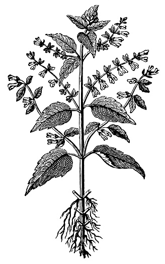 Blue Skullcap flower (Scutellaria lateriflora). Vintage etching circa 19th century.