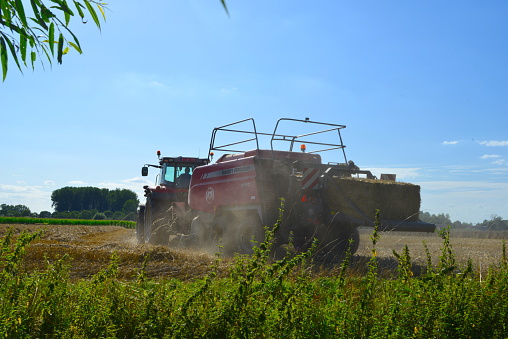 Leuven, Vlaams-Brabant, Belgium - August 14, 2023: red Massey Fergusson and tractor and trailer 2160 collects left over straw in bales on the field side view tractor trailer