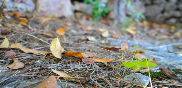 Natural adaptation, green grasshopper in natural environment grass. Mediterranean
