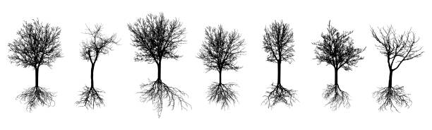 ilustraciones, imágenes clip art, dibujos animados e iconos de stock de árboles desnudos con raíces. siluetas de hermosos árboles caducifolios con ramas desnudas, puestas. ilustración vectorial - tree bare tree silhouette oak