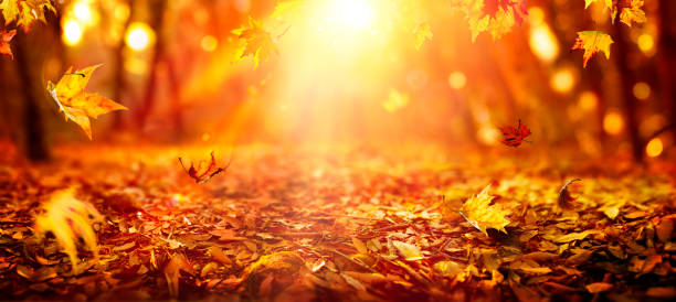 istock Autumn - Falling Leaves In Orange Forest At Sunset With Defocused Sunny Background 1614764444