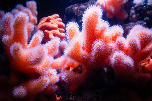 Alcyonium digitatum or dead man's fingers, soft coral of the coast of northern Atlantic ocean and South Pacific, polyps colony, furry appearance, Alcyoniidae