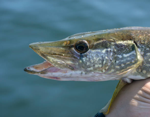 istock Close up of a northern pike. 1614790805