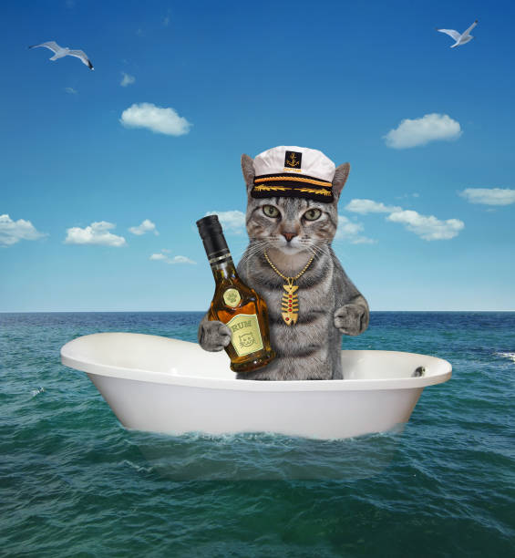istock Cat gray with rum in bathtub in sea 1614794474