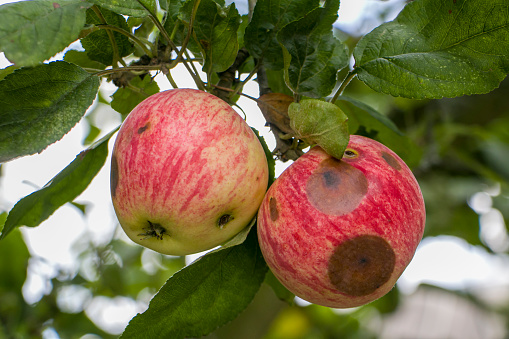 Apple moniliasis. The apple rot on the tree. Fruit rot of the apple tree. Diseases of fruit trees.