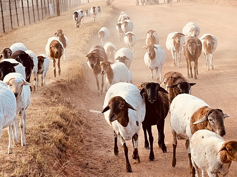 Goats on a dirt road