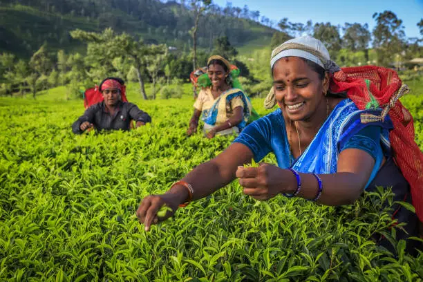 Photo of Tamil women plucking tea leaves on plantation, Ceylon