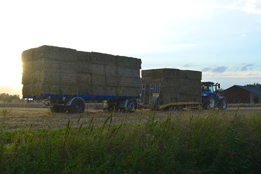 Leuven, Vlaams-Brabant, Belgium - August 14, 2023: stacked bales of straw on the agriculture field  loaded on a tractor double trailer to take away for transport