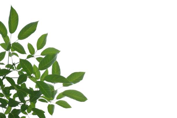 Tropical tree with leaves branches and sunlight, on white isolated background for green foliage backdrop