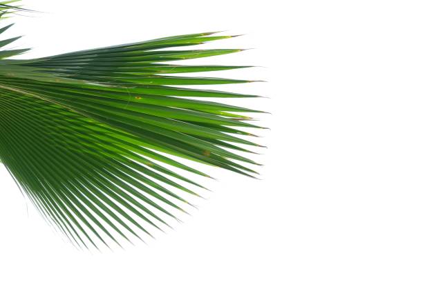 istock Tropical palm leaves on white isolated background with copy space for background backdrop 1614798166
