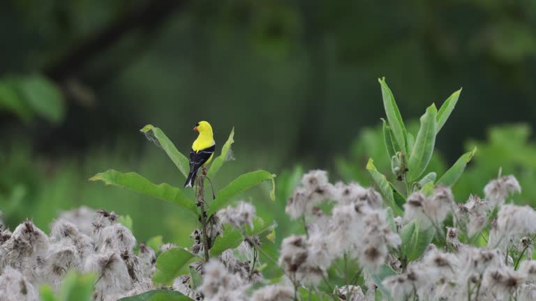 American Goldfinch, Virginia