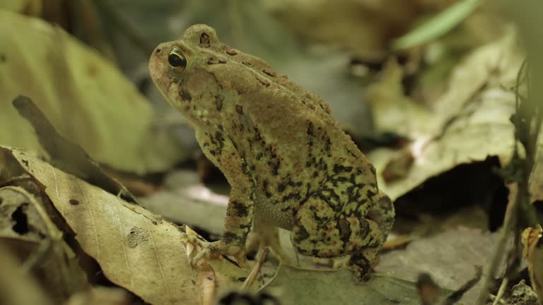 American Toad, Virginia