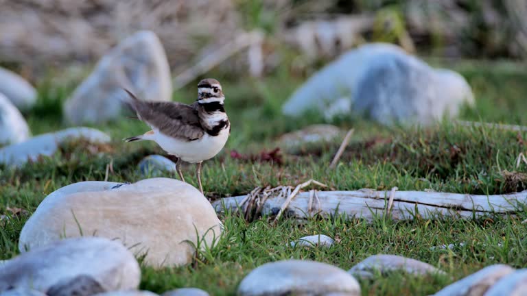 Killdeer, Yellowstone National Park, WY