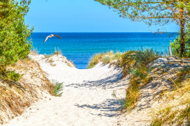 Panoramic view of a dune beach on the Baltic Sea