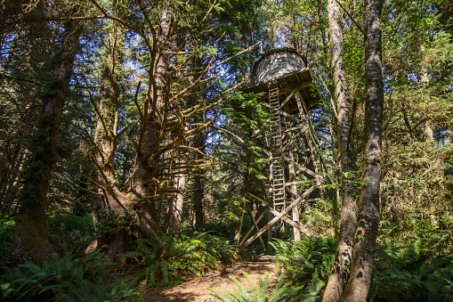 A water tower hides in the forest at a state park in Washington