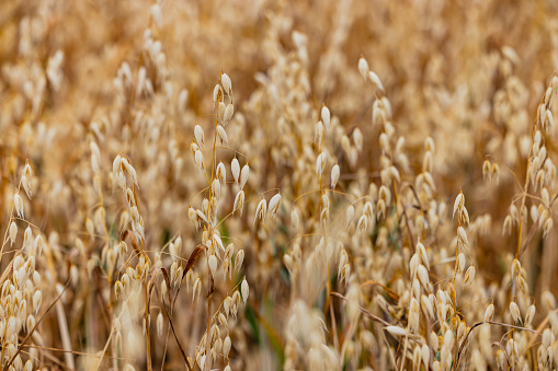 Oat plants with ripe panicles exposed in hot summer before harvest, Germany