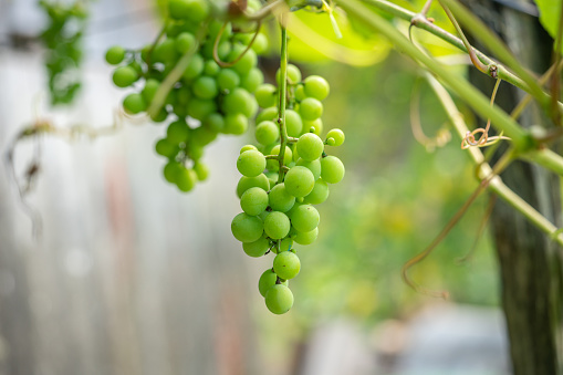 Vines growing in a vineyard on a hill in bright sunlight in autumn, Voeren, Limburg, Belgium, September 2023