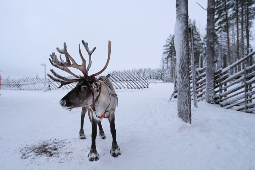 deer farm on sunny winter day, Lapland, Northern Finland, Lapinkyla resort, traditionally tourism, ride safari with snow Finnish Arctic north pole, active tourism, Fun with Norway Saami animals