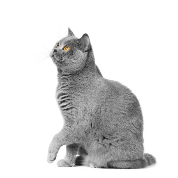 istock British shorthair cat sits on a white background with a raised paw. 1614870119