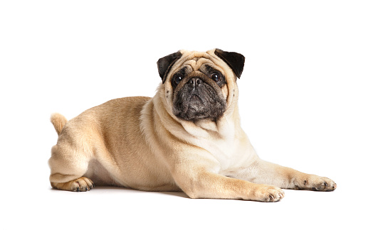 Portrait of a Pug - DogSee my Dog Portrait Lightbox here: