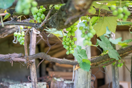 Unripe green grapes on vine in summer. Nature background,