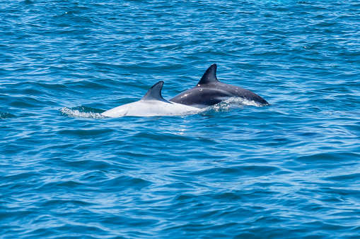 A white dolphin and a Dusky dolphin (Lagenorhynchus obscurus) surfacing together in the blue water, Valdes Peninsula, Argentina.