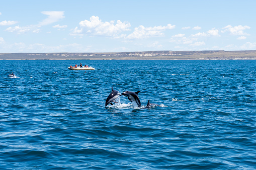 Valdes Peninsula, Argentina - January 19, 2023: Dusky dolphins (Lagenorhynchus obscurus) jumping above the blue water with a tour boat, Valdes Peninsula, Argentina.