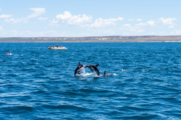 Dusky dolphins (Lagenorhynchus obscurus) jumping above the blue water with a tour boat, Valdes Peninsula, Argentina. stock photo