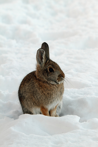 Cottontail Rabbit sitting in the snow.