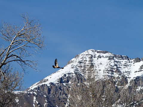 Swainson's Hawk lifting off from a cottonwood tree.