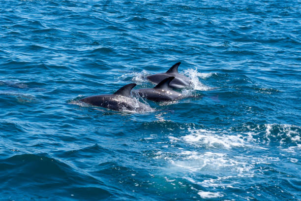 istock Dusky dolphins (Lagenorhynchus obscurus) surfacing in the blue water, Valdes Peninsula, Argentina. 1614886136