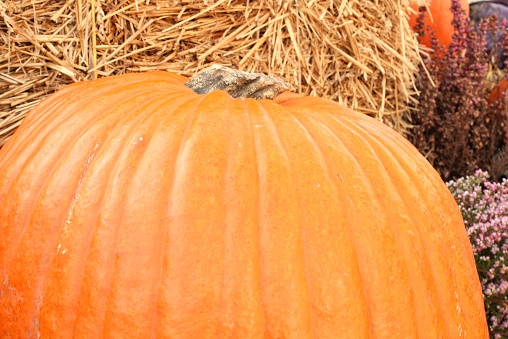 Colourful organic pumpkins and gourds on agricultural fair. Harvesting autumn time concept. Garden fall natural plant. Thanksgiving halloween decor. Festive farm rural background. Vegetarian food