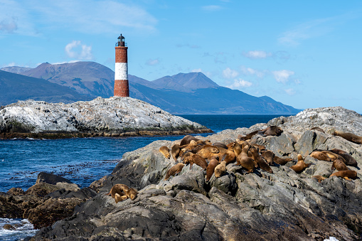 South American Sea lions resting on rock at Beagle Channel with Les Eclaireurs Lighthouse in the background, Tierra del Fuego, Argentina. It is a popular tourist attraction near Ushuaia.