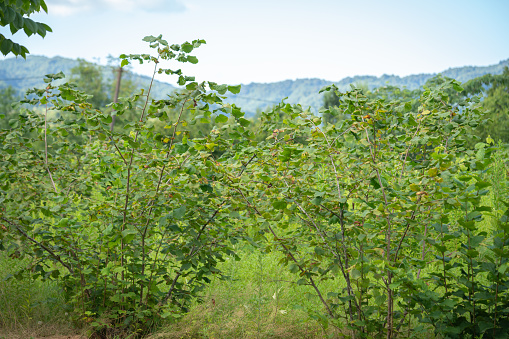 Hazelnuts Trees orchard