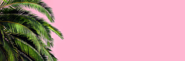 istock Green palm leaves on a pastel pink background. Long Summer Banner with copy space 1614908719