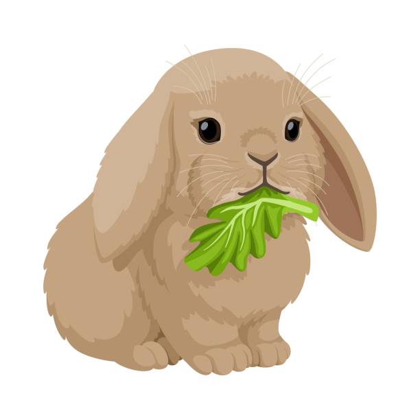 Lop Rabbit Vector 80+ Lop Rabbit Stock Illustrations, Royalty-Free Vector Graphics & Clip ...