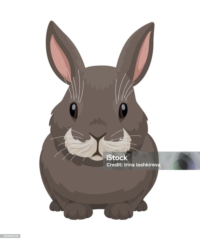 Graphic Grey Rabbit Gray Rabbit Front View Vector Illustration Of Rabbit On A White ...