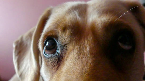 istock Close-up of the dog's muzzle, innocent eyes, Labrador. 1614929390