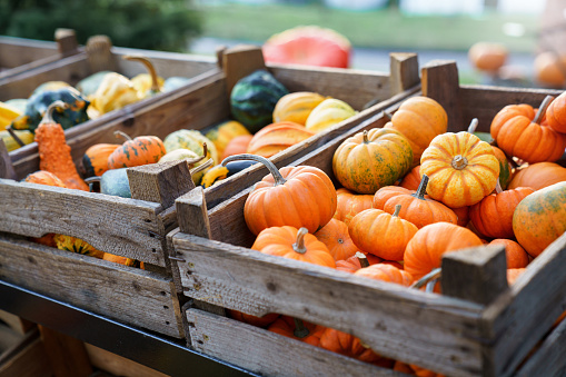 Tiny decorative pumpkins in wooden boxes. Autumn harvest on farm market, outdoor shop for Halloween and Thanksgiving day. Rural store with homegrown organic eco-friendly food. Small local business.