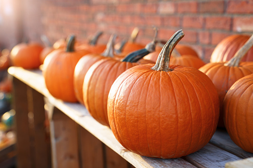 Close shot of freshly harvested red pumpkins.