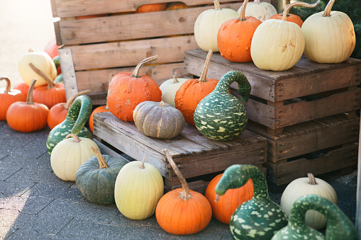 Types of pumpkins and squash on fall market. Autumn harvest on farm shop outdoor for Halloween. Varieties shape, colors, sizes of vegetables on wooden boxes. Local store of homegrown organic eco food.