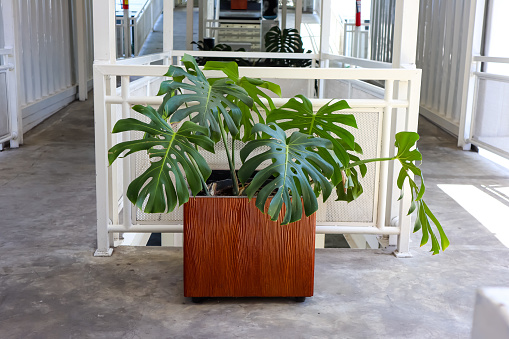 Monstera deliciosa, the swiss cheese plant or split-leaf philodendron in a wooden pattern pot as home decoration