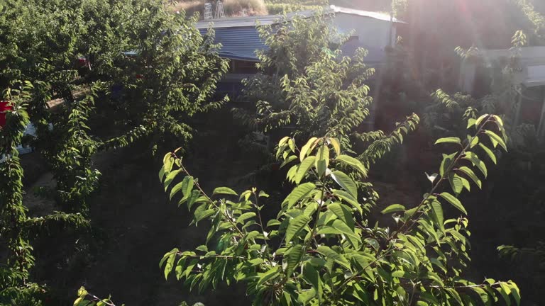 aerial view of a latin woman picking cherries in an orchard