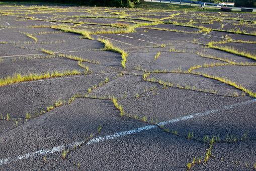 Nature slowly reclaims abandoned parking lot with cracks in the pavement.