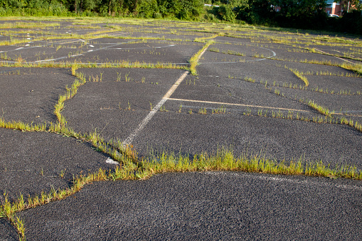 Nature slowly reclaims abandoned parking lot with cracks in the pavement.